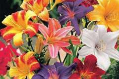 ASSORTED-DAYLILY